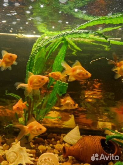 Золотая рыбка