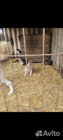 Щенки сибирской хаски