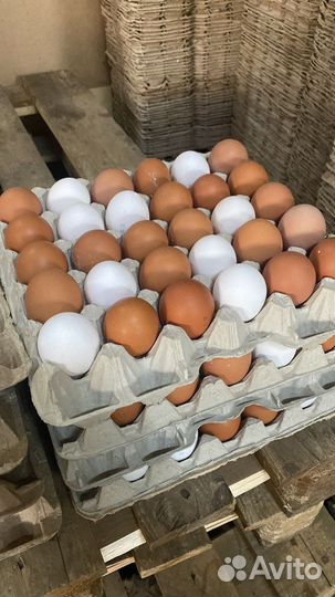 Куриное яйцо