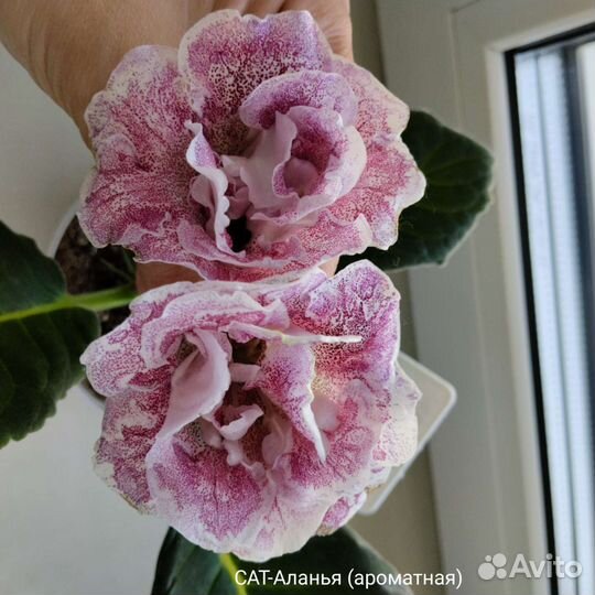 Клубни Глоксинии