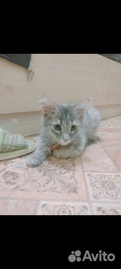 Кошка в дар бесплатно