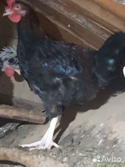 Молодой петушок