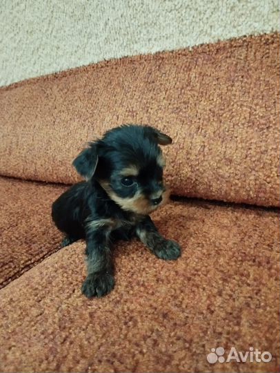 Йоркширский терьер стандарт