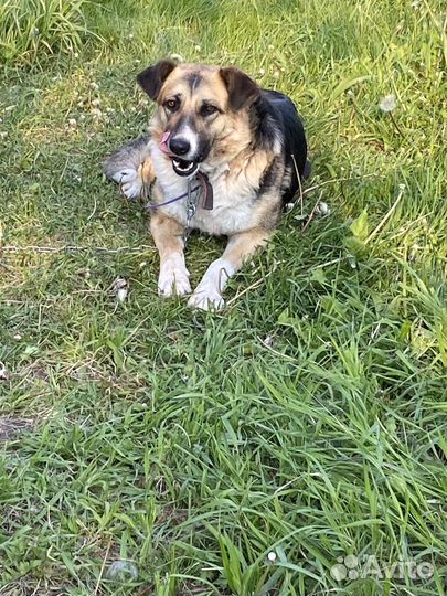 Собака в добрые руки отдам бесплатно