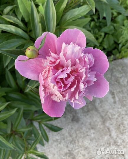 Пионы букет свежие