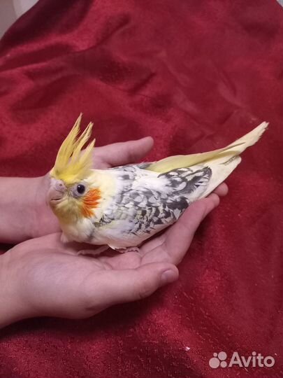 Попугай карелла птенцы