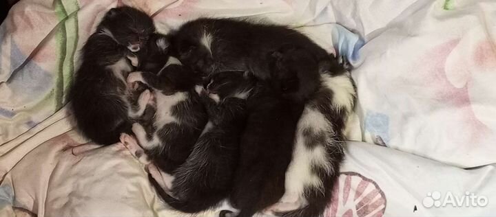 Котята отдам в добрые руки бесплатно