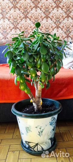 Фикус, цветы комнатные