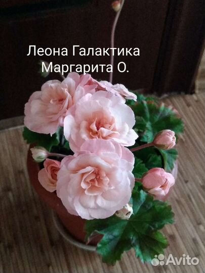 Пеларгония