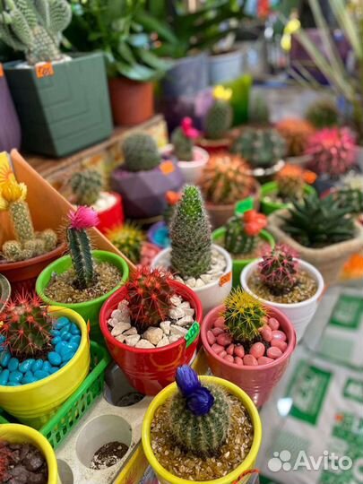 Кактусы и суккуленты