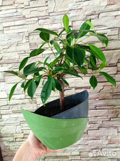 Фикус бонсай