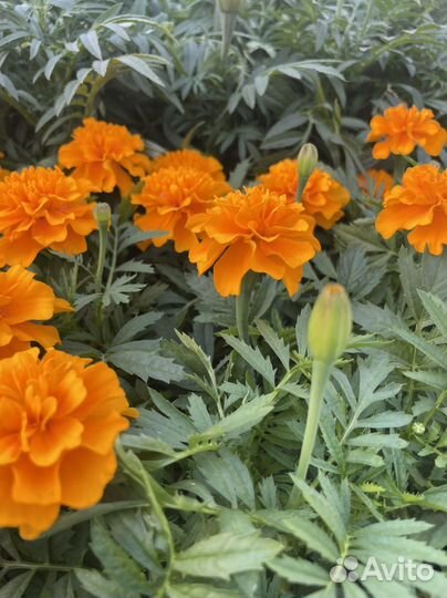 Рассада овощей и цветов