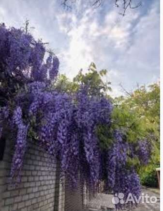 Лианы для беседок