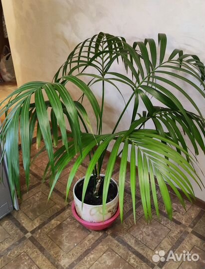 Пальма арека