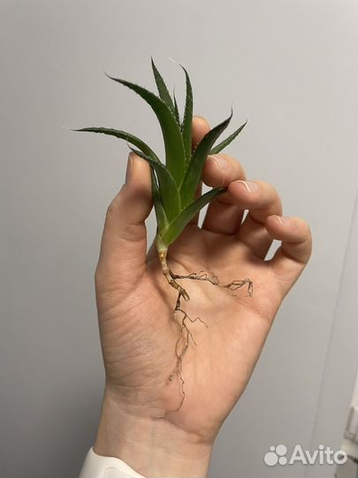 Алоэ остистое