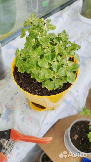 Экзакум персидская фиалка