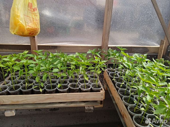 Рассада баклажан и перца