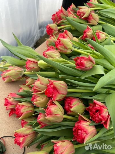 Тюльпаны к 8 марта розница