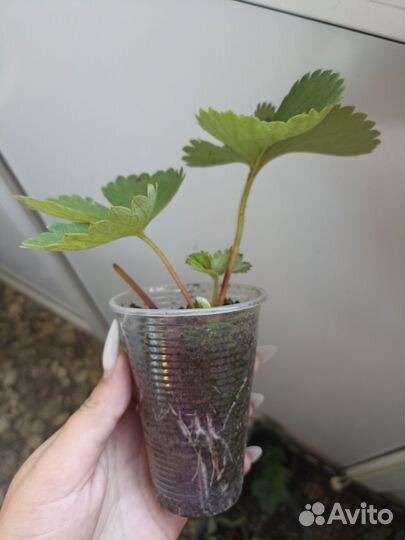 Рассада клубники азия и Екатерина