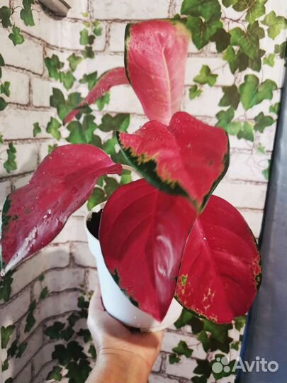 Аглаонема Red Majesty