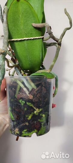 Орхидея биг лип