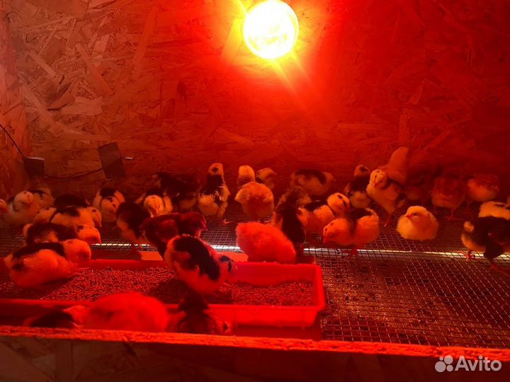 Ливенские ситцевые цыплята