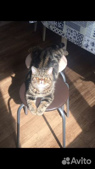 Котик экзотик ждет супругу