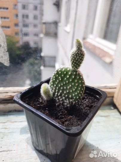 Опунция мелковолосистая