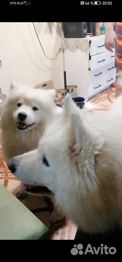 Щенки самоеда