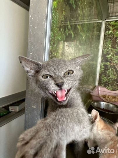 Серый котёнок из приюта бесплатно