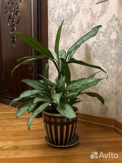 Диффенбахия цветы