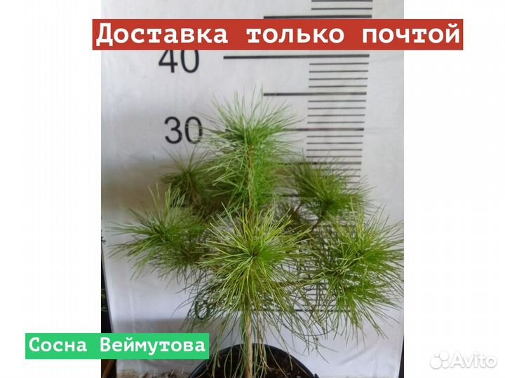 Сосна Веймутова