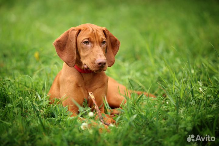 Щенки. венгерская выжла