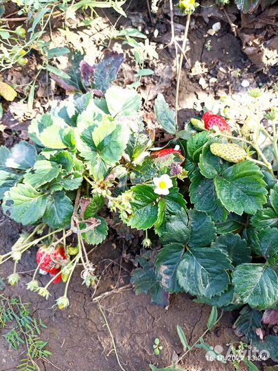 Рассада клубники