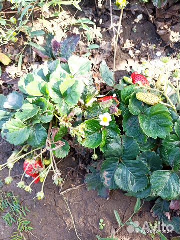 Рассада клубники