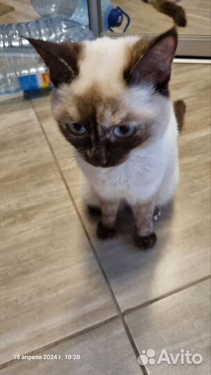 Кошечка в добрые руки