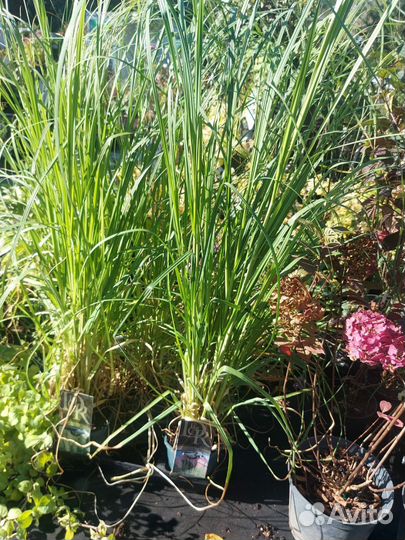 Кортадерия