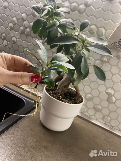 Фикус микрокарпа