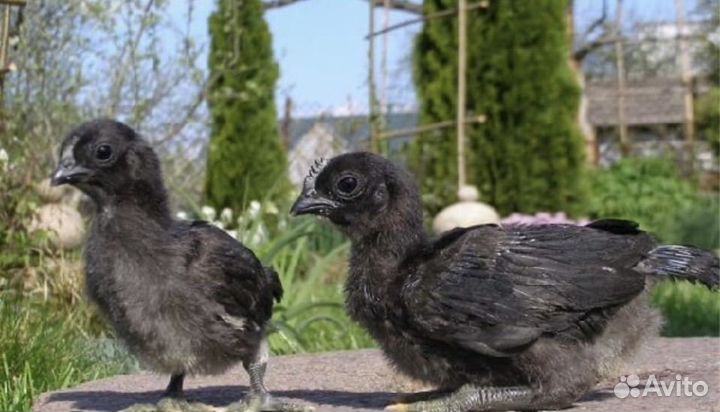 Цыплята билефильдер и ухайилюй