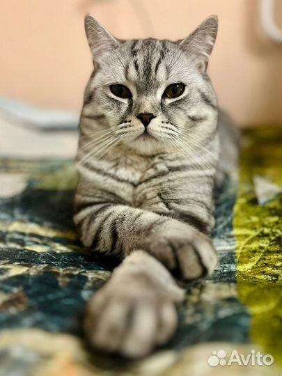 Шотландские вислоухие котята