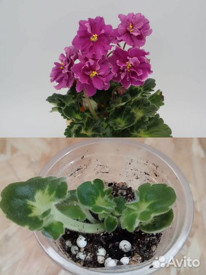 Комнатные цветы