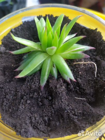 Садовые многолетники,кустарники,суккуленты