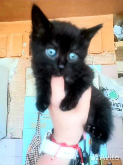 Пупсяшечные котятки