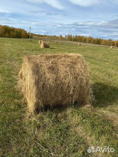 Сено в тюках