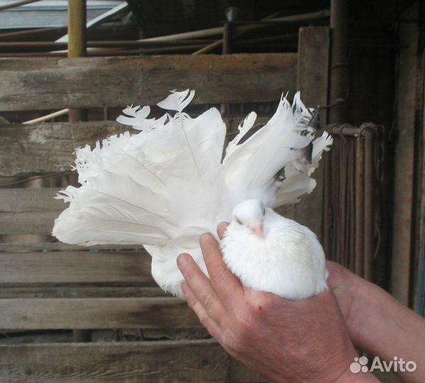 Голубь павлин