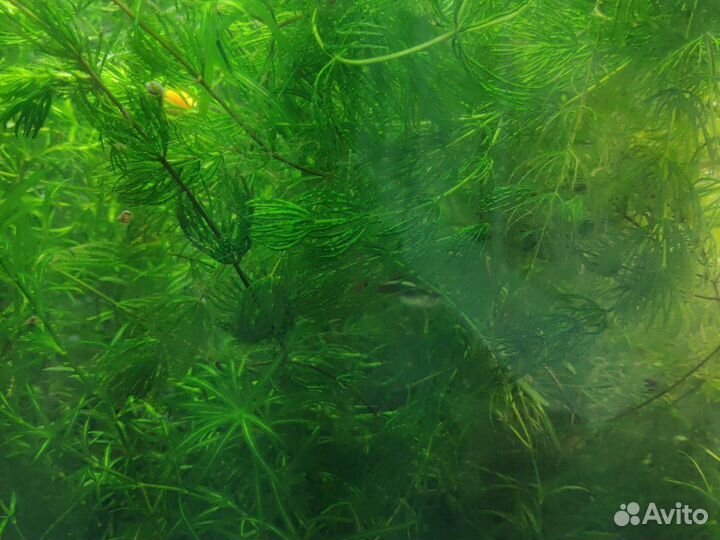 Аквариумное растение