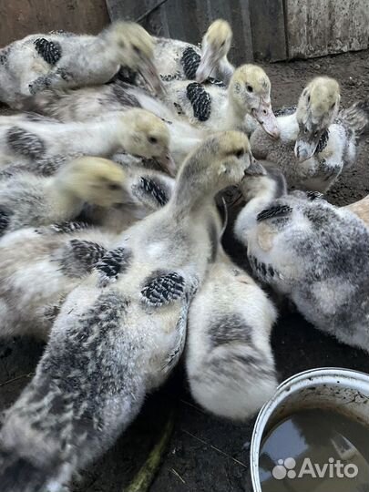 Индоутки, утята от 1 мес