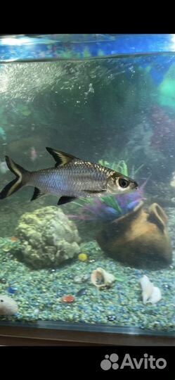 Акулий балу