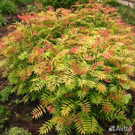 Красавчик рябинник 