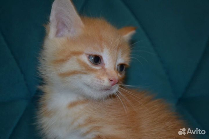 Прекрасный Котёнок девочка в добрые руки